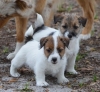 Fabulously-Black-and-Tan-Tri-Coloured-Cream-Jack-Russell-Pups