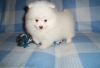 Awesome-Pomeranian-Puppy