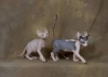 lovely-sphynxs-for-sale
